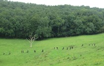 Novice & Open Walked Up at Wookey Hole 30th August 2015