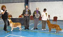 Autumn Show Ryton on Dunsmore 2016