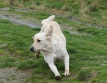 Open Working Test at Mavis Enderby, near Spilsby - 2 June 2013