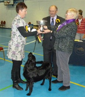 Best Puppy In Show Mr Ashcrofts Flatcoated Retriever GUNOAK SOLAR WIND