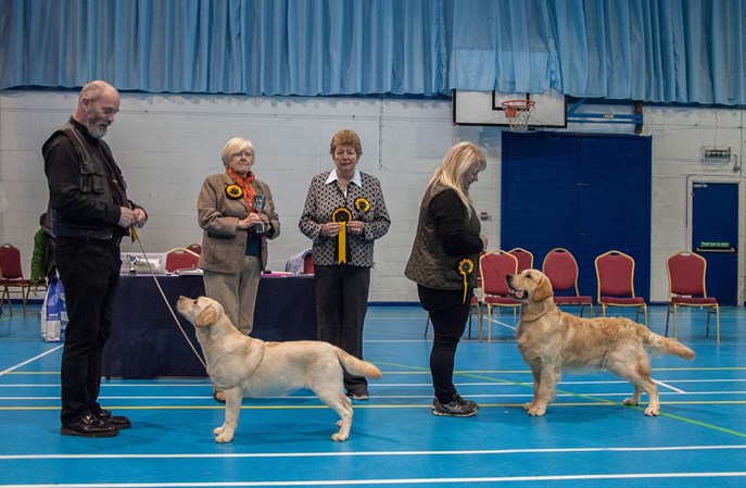 Spring Open Best Pup