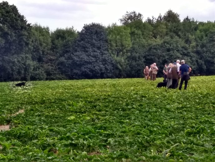 Open Sugar Beet 210822 Mark Behind Walk Ip