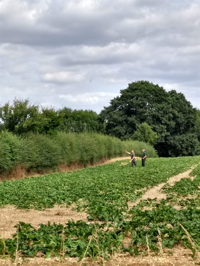 Open Sugar Beet 210822 Over The Hedge