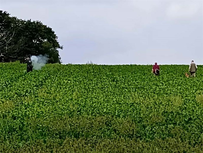 Open Sugar Beet Boxford II 030923